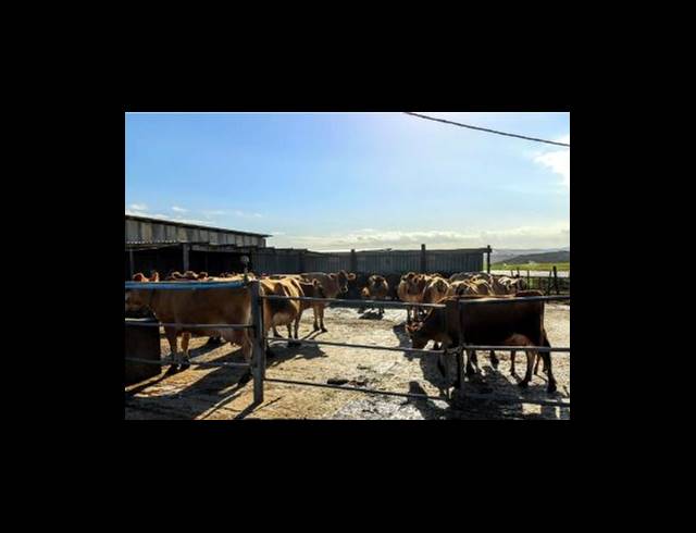 473HA FARM FOR SALE IN EAST LONDON RURAL